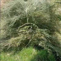 فروش علوفه