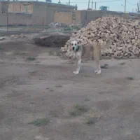 سگه گله ای|سگ|طاغنکوه, |دیوار