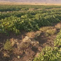 طالبی فلات