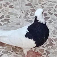 طوقی