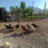 مرغ وخروس