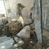 فروش مرغ و جوجه و خروس