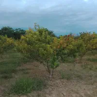 ۵۰۰ متر باغ شلیل  روستای مقام