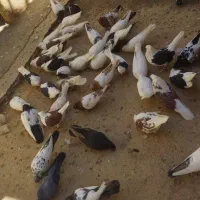 کبوتر رنگ همه کاکلی