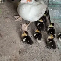 جوجه اردک اسراییلی