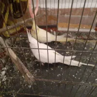 یه جفت عروس آلبینو سخنگو به شرط حرف