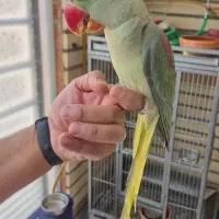 شاه طوطی نر رام دوساله