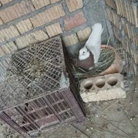 کبوتر|پرنده|داراب, |دیوار