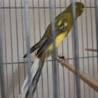 رسمی بلند قناری