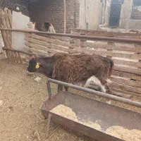 گوساله لاغر نر