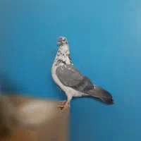 کبوتر کفتر