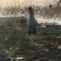 مرغ گلین فول کیفیت