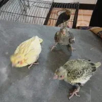 جوجه عروس
