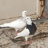 جوجه طوقی شوش دانیال
