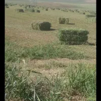 خرید و فروش یونجه و علف