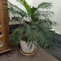فروش گل