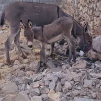 الاغ