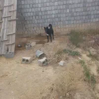 فروش حیوان