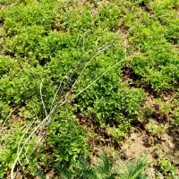 نشا گوجه