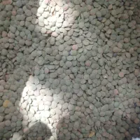 عدس بوجاری شده