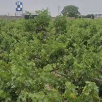 175متر باغ و باغچه زیر قیمت کل ایران