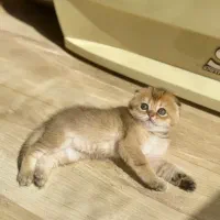بچه گربه اسکاتیش گلد