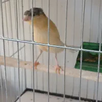 قناری نر و ماده  امسالی جوجه نیز موجود