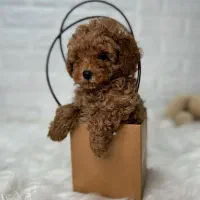 توله توی پودل و تاینی پودل و سوپر تاینی سگ پودل