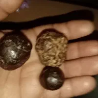 دورود شهاب سنگ کربنی