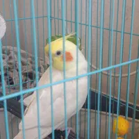 عروس هلندی نر