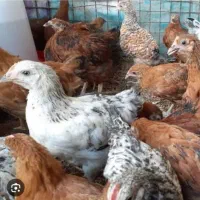 بلدرچین و جوجه محلی ..مرغ زنده