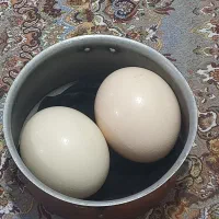 تخم شتر مرغ