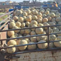 طالبی کاشان