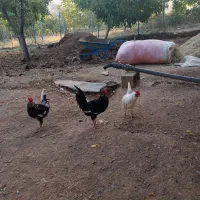 خروس گلین پنگونی