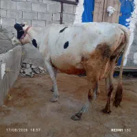 کاو شیری 7 ماه آبستن