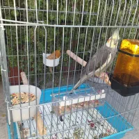 عروس هلندی ۴ ماه