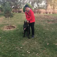 سگ جرمن شیپرد ورک لاین واقعی