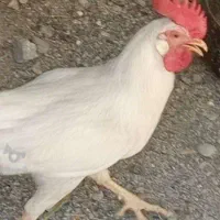 خروس جفتی یک میلیون تومان