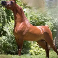 باشگاه سوارکاری