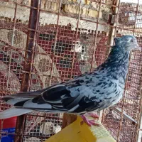 پرنده ماده کوهی 16پر درجه 1