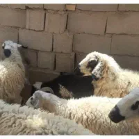 میش چاق