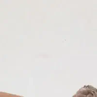 جوجه قناری نژاد شاه یک ماهه فول دستی