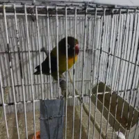 نر کوتوله