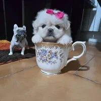 پبکینیز امپریال، پودل ،شیتزو، مالتیپو ،پامر