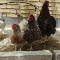 مرغ و خروس