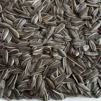 فروش تخمه عکسش گذاشتم