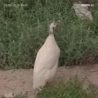 مرغ یا خروس شاخدار