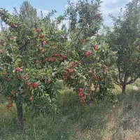 فروش سیب روی درخت