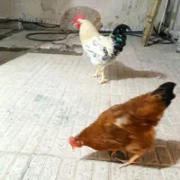 مرغ و خروس محلی