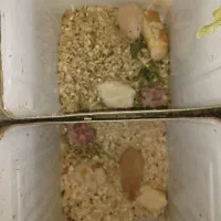همستر|موش و خرگوش|اصفهان, کشاورزی|دیوار